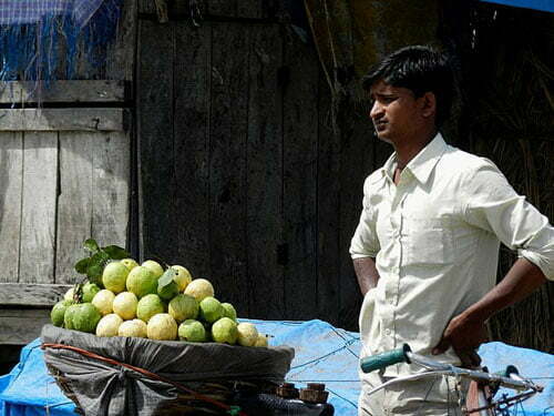 Guava seller